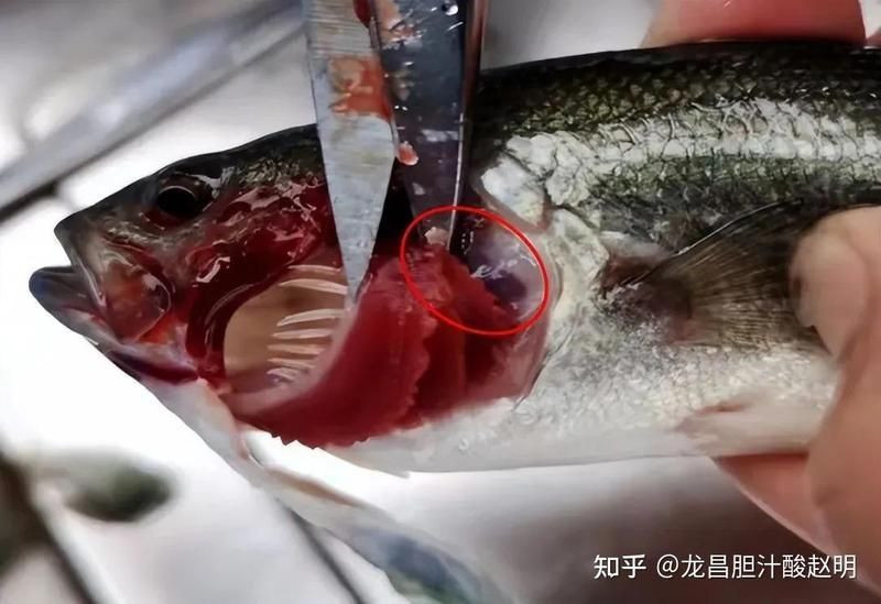 能給出更多關于魚體滲血的案例嗎？