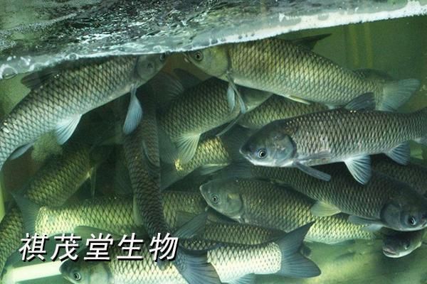 能給出更多關于魚體滲血的案例嗎？