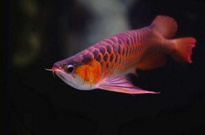 龍魚是風(fēng)水魚嗎？：龍魚在家居布局中的適宜位置