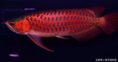 龍魚是風(fēng)水魚嗎？：龍魚在家居布局中的適宜位置
