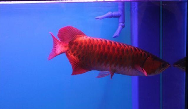 紅龍魚體型（關于紅龍魚體型特征的一些詳細描述）