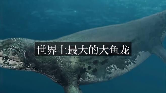 體型最大的魚龍魚是什么品種 體型最大的魚龍魚是什么品種 龍魚百科