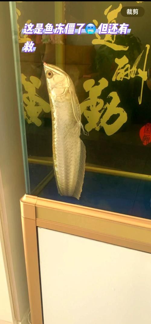 觀賞魚銀龍魚可以吃嗎圖片 觀賞魚銀龍魚可以吃嗎圖片 龍魚百科 第9張