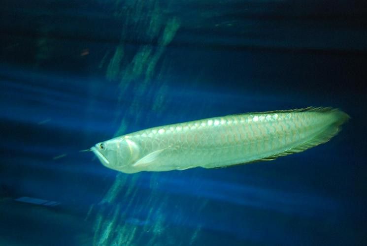 觀賞魚銀龍魚可以吃嗎圖片 觀賞魚銀龍魚可以吃嗎圖片 龍魚百科 第16張