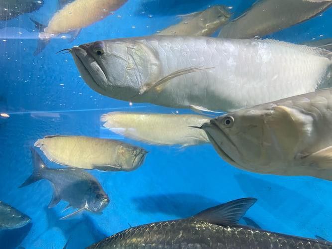 觀賞魚銀龍魚可以吃嗎圖片 觀賞魚銀龍魚可以吃嗎圖片 龍魚百科 第22張