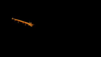 有沒有動態高清招財金龍壁紙 有沒有動態高清招財金龍壁紙 龍魚百科 第8張