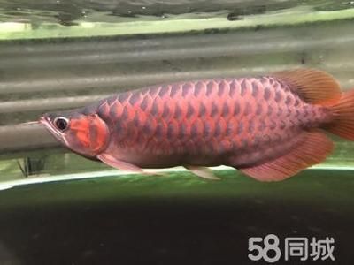 冠軍超賽級(jí)赤血紅龍?zhí)攸c(diǎn)，冠軍超賽級(jí)赤血紅龍與超血紅龍的區(qū)別如何養(yǎng)護(hù)赤血紅龍魚(yú)