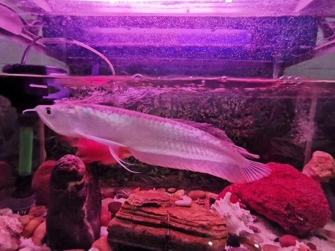 銀龍魚做法圖片欣賞