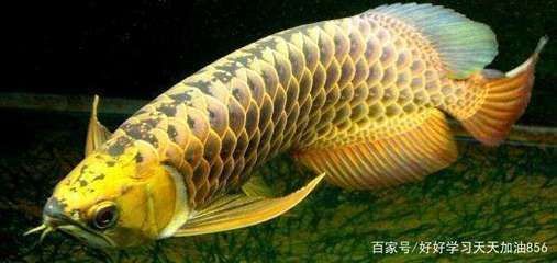 金龍魚跟紅龍魚哪個貴一點（金龍魚和紅龍魚的價格影響因素探究龍魚價格影響因素） 金龍魚跟紅龍魚哪個貴一點（金龍魚和紅龍魚的價格影響因素探究龍魚價格影響因素） 龍魚百科 第1張