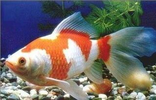 龍魚一年長幾厘米：龍魚一年能長多少厘米