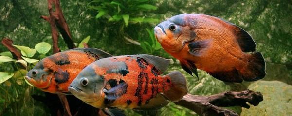 龍魚一年長(zhǎng)幾厘米：龍魚一年能長(zhǎng)多少厘米
