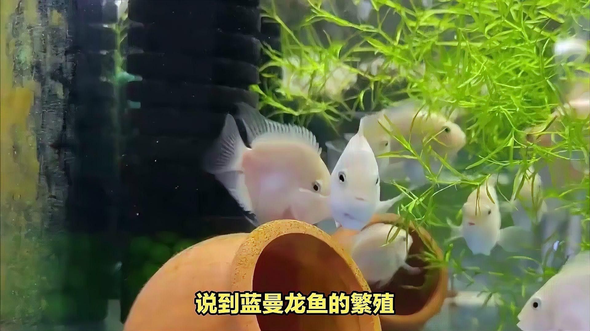 曼龍魚繁殖時需要哪些條件？ 曼龍魚繁殖時需要哪些條件？ 龍魚百科 第6張