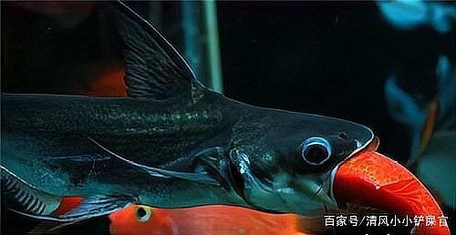 鯊魚和龍魚能混養嗎圖片欣賞 鯊魚和龍魚能混養嗎圖片欣賞 龍魚百科 第25張