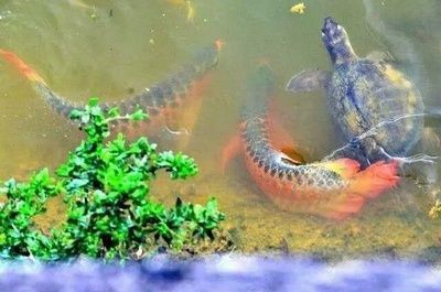 野生龍魚生活環境（野生龍魚的生活環境）