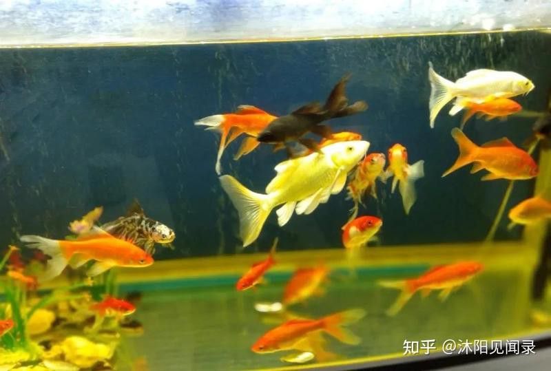紅龍魚換水時需要洗棉嗎？