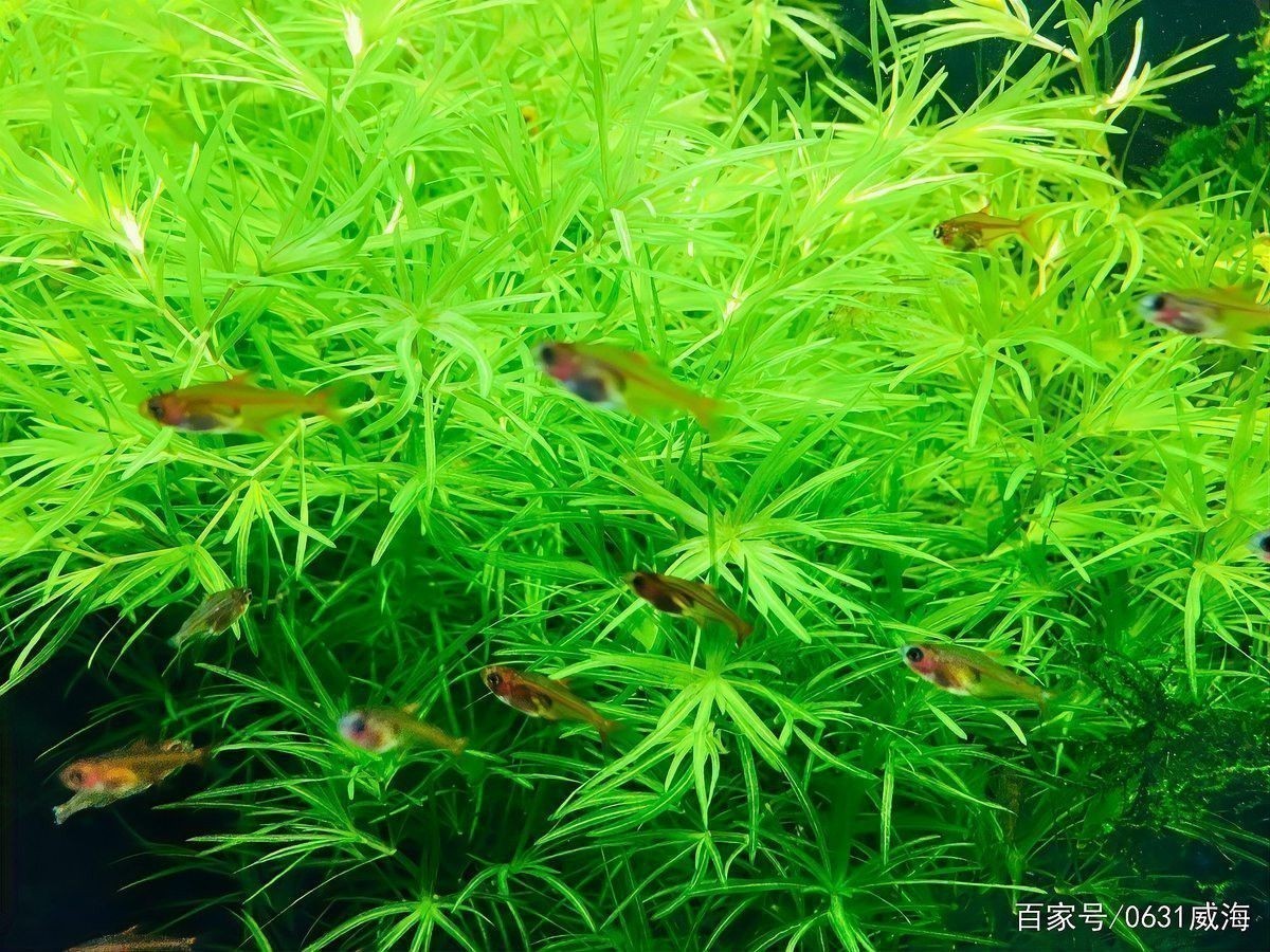 紅龍魚換水時需要洗棉嗎？
