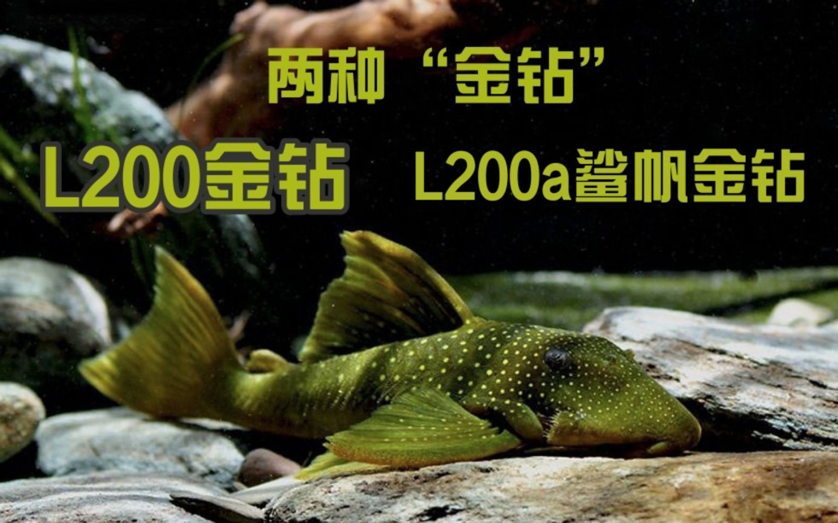 金鉆異形魚好養嗎