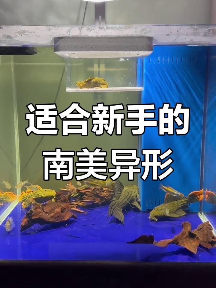 金鉆異形魚好養嗎