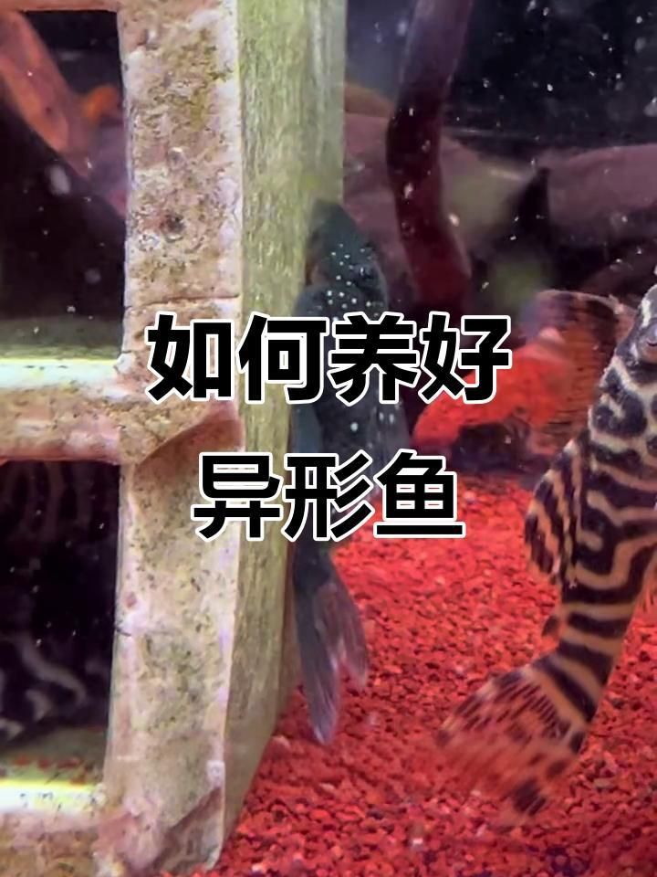 金鉆異形魚好養嗎