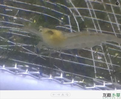 龍魚論壇24小時滴流換水好嗎：24小時滴流換水是一種常用于龍魚養殖的換水方式