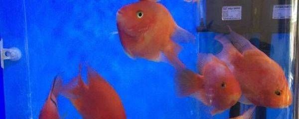 發(fā)財(cái)魚可以和金龍魚混養(yǎng)嗎：發(fā)財(cái)魚和金龍魚可以與金龍魚混養(yǎng)嗎 發(fā)財(cái)魚可以和金龍魚混養(yǎng)嗎：發(fā)財(cái)魚和金龍魚可以與金龍魚混養(yǎng)嗎 龍魚百科 第2張