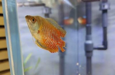 發(fā)財(cái)魚可以和金龍魚混養(yǎng)嗎：發(fā)財(cái)魚和金龍魚可以與金龍魚混養(yǎng)嗎 發(fā)財(cái)魚可以和金龍魚混養(yǎng)嗎：發(fā)財(cái)魚和金龍魚可以與金龍魚混養(yǎng)嗎 龍魚百科 第1張