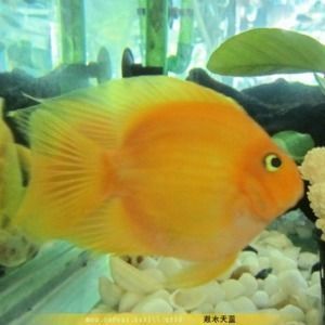 發(fā)財(cái)魚可以和金龍魚混養(yǎng)嗎：發(fā)財(cái)魚和金龍魚可以與金龍魚混養(yǎng)嗎 發(fā)財(cái)魚可以和金龍魚混養(yǎng)嗎：發(fā)財(cái)魚和金龍魚可以與金龍魚混養(yǎng)嗎 龍魚百科 第3張
