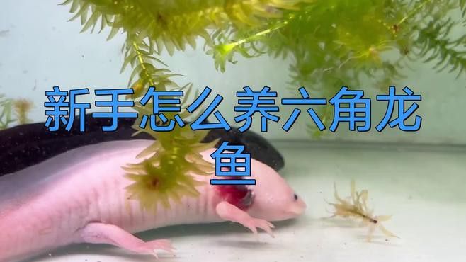 六角金龍龍魚怎么養