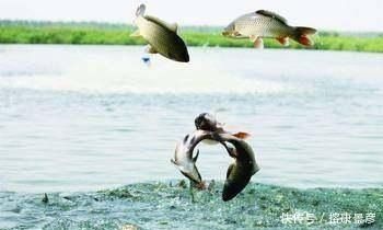 金龍魚在魚缸里能長多大：金龍魚在魚缸里的生長大小受到什么影響？ 金龍魚在魚缸里能長多大：金龍魚在魚缸里的生長大小受到什么影響？ 龍魚百科 第2張