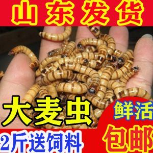 喂金龍魚的蟲子怎么處理：喂金龍魚的蟲子是指活餌或冷凍蟲子，處理方法有不同