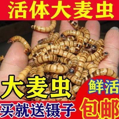 喂金龍魚的蟲子怎么處理：喂金龍魚的蟲子是指活餌或冷凍蟲子，處理方法有不同