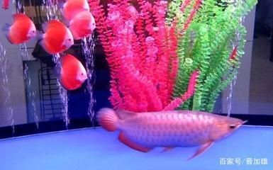 金龍魚承受最高溫度：養金龍魚的注意事項