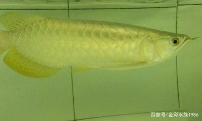 長不大的龍魚品種（沒有長不大又有觀賞價值的龍魚品種，但不同品種的龍魚各有特色）