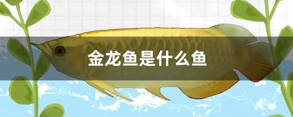 金龍魚單養需要打氧嗎：金龍魚單養是否需要一直打氧嗎養金龍魚需要一直打氧嗎