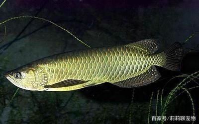 龍魚吃什么食物最好，龍魚幼魚專用飼料有哪些如何給龍魚消毒活餌喂養(yǎng)注意事項