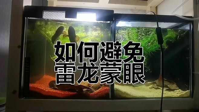 如何預(yù)防紅龍魚蒙眼病？ 如何預(yù)防紅龍魚蒙眼病？ 龍魚百科 第5張