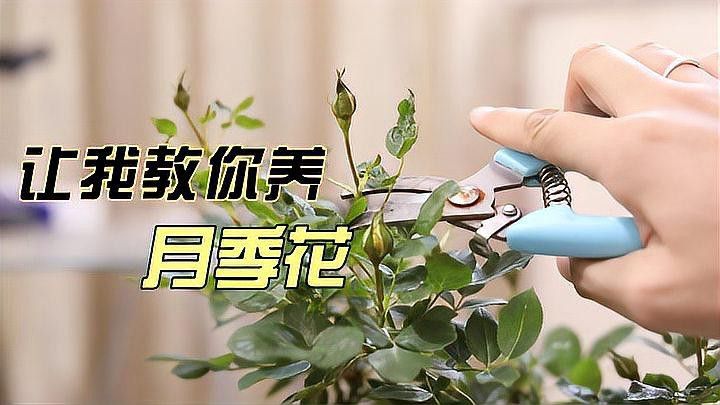 紅龍?jiān)录拘枰啻蟮年?yáng)臺(tái)？