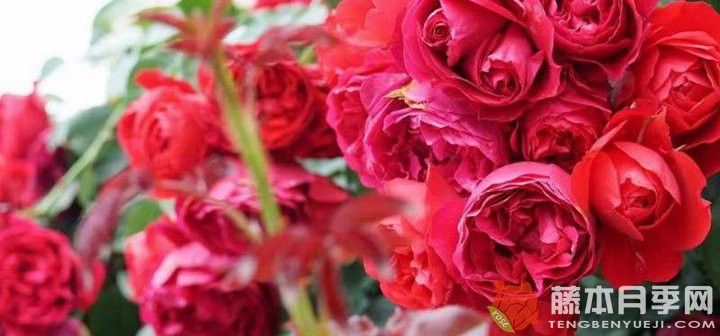 紅龍?jiān)录拘枰啻蟮年?yáng)臺(tái)？
