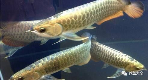 金龍魚最佳發(fā)色方法 金龍魚最佳發(fā)色方法 龍魚百科 第24張
