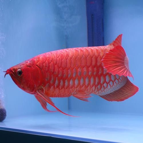 高背金龍魚多少錢一只圖片 高背金龍魚多少錢一只圖片 龍魚百科 第19張