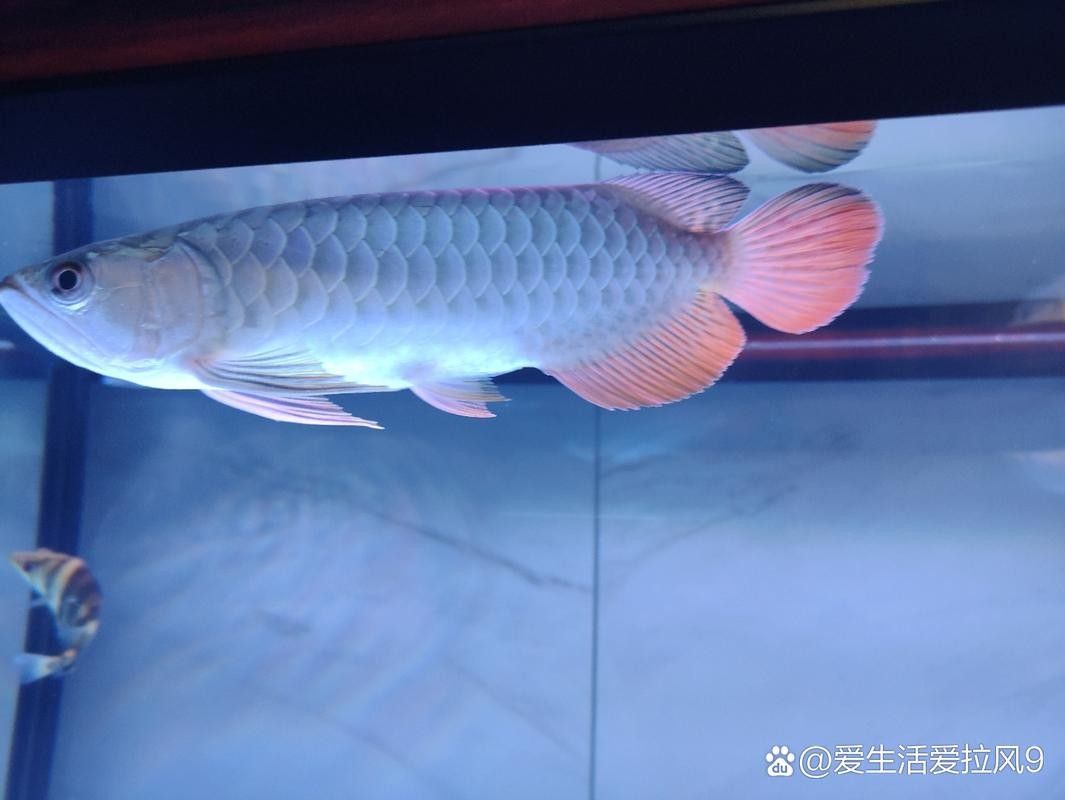 高背金龍魚多少錢一只圖片 高背金龍魚多少錢一只圖片 龍魚百科 第15張