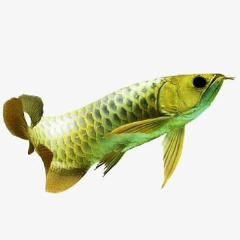 高背金龍魚多少錢一只圖片 高背金龍魚多少錢一只圖片 龍魚百科 第14張