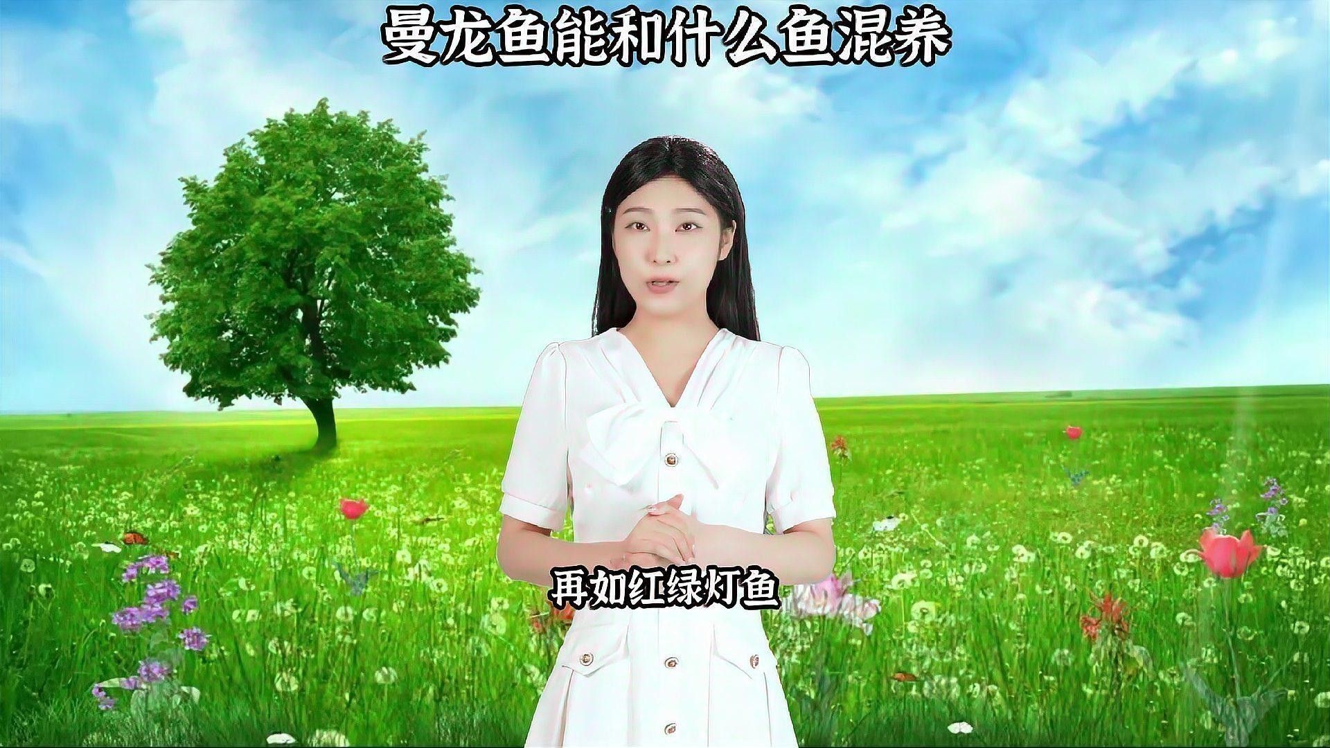 曼龍魚和孔雀混養好不好看