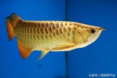 紅金龍魚手機壁紙（如何獲取和設置紅金龍魚動態壁紙）