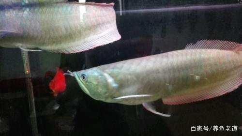 龍魚為什么那么兇呢（如何改善龍魚飼養環境，龍魚混養注意事項有哪些）