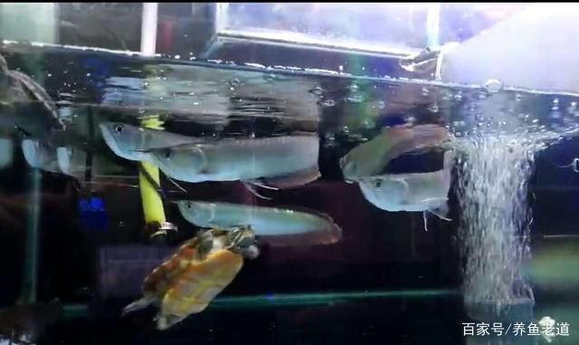 龍魚(yú)為什么那么兇呢（如何改善龍魚(yú)飼養(yǎng)環(huán)境，龍魚(yú)混養(yǎng)注意事項(xiàng)有哪些）