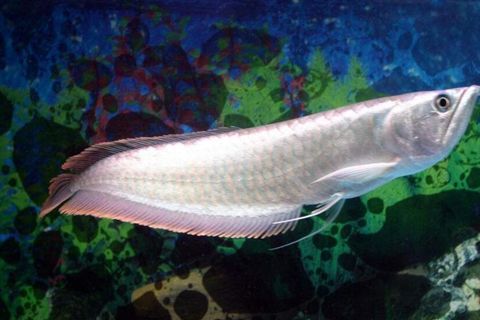 銀龍魚長白點（銀龍魚身上出現(xiàn)白點怎么辦）
