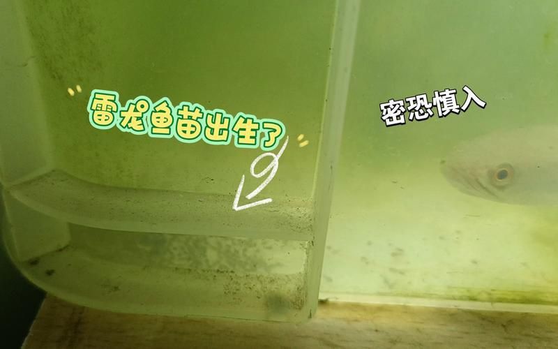 龍魚剛出生的魚苗圖片