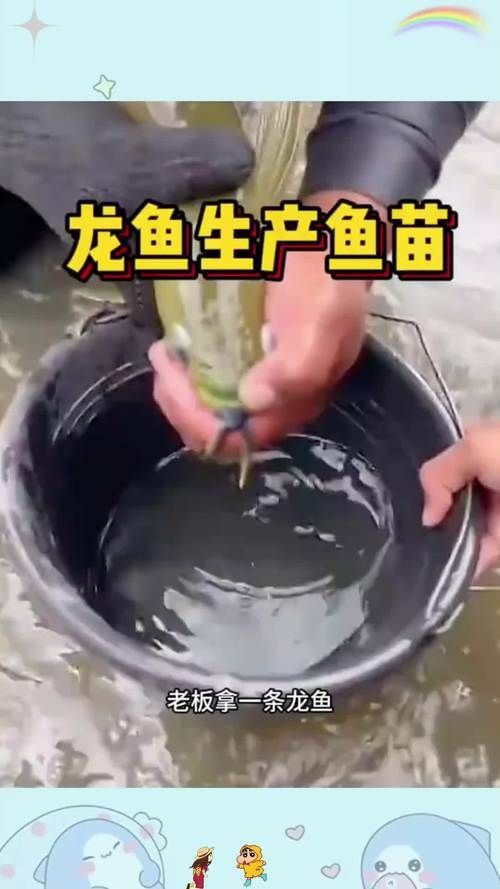 龍魚剛出生的魚苗圖片
