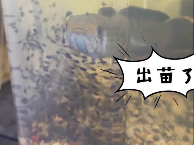 龍魚剛出生的魚苗圖片